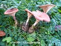 Infundibulicybe glareosa-amf441-1